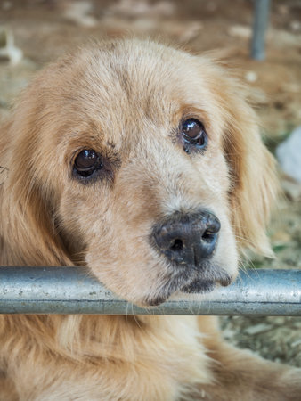 A cute Golden Retriever puppy, Close up shotの写真素材