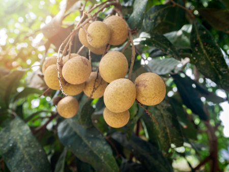 Ripe and fresh Longan hanging on branch, Longan orchardの写真素材