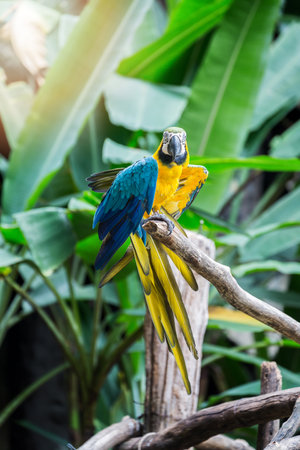 Great blue-yellow macaw sitting on the branch.の写真素材