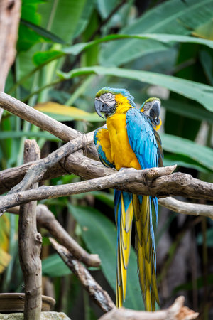 Great blue-yellow macaw sitting on the branch.