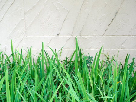 Green grass on white brick wall backgroundの写真素材