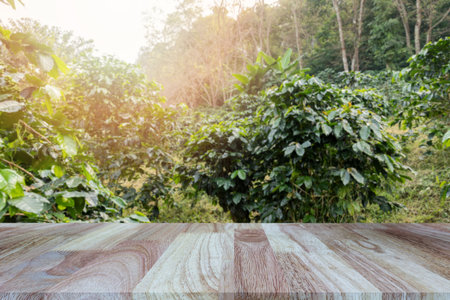 Wooden tabletop on blurred coffee plantations background, can be used for display or montage your products.の写真素材