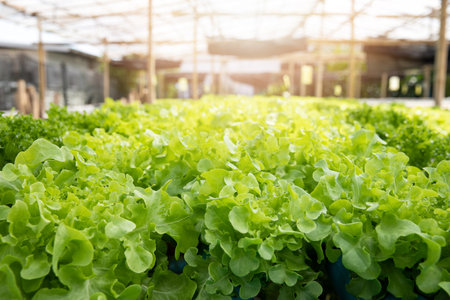 Cultivation hydroponic green oak in plant nursery farm, Organic vegetables.