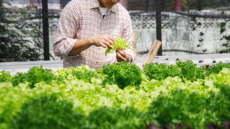 Farmer harvest organic hydroponic green oak lettuce in plant nursery farm.