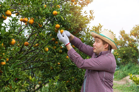 Farmer or gardener with glove using pruning shears harvest orange on the tree.の写真素材