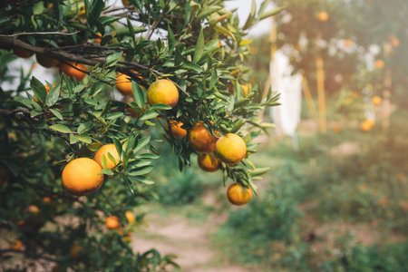 Ripe and fresh tangerine oranges hanging on branch, orange orchard. Bunch of ripe oranges hanging on a tree.の写真素材