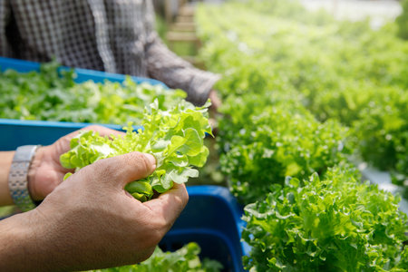 Farmers harvest organic hydroponic green oak lettuce in plant nursery farm.の写真素材
