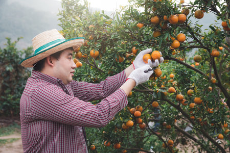Farmer or gardener with glove using pruning shears harvest orange on the tree.の写真素材