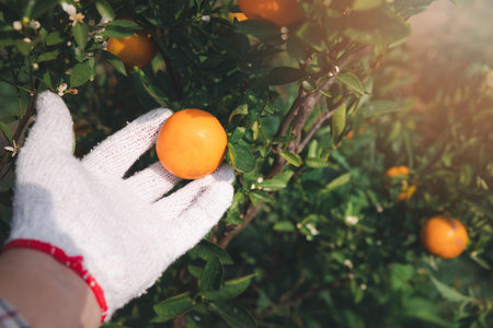Close up of farmer or gardener hand with glove checking orange on the tree.の写真素材