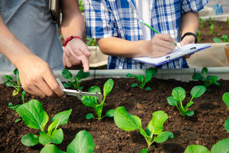 Farmers use vernier calipers to measure vegetables to track their growth in plant nursery farm....