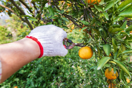 Close up of farmer or gardener hand with glove using pruning shears harvest orange on the tree.