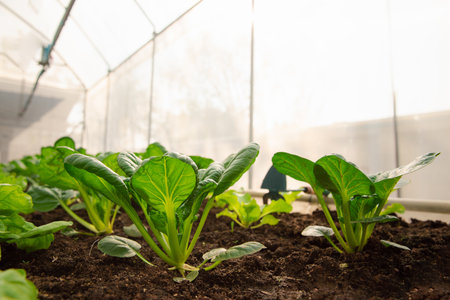 Organic vegetable or hydroponic vegetable in greenhouses plantations. Cultivation organic spinach in plant nursery farm.の写真素材