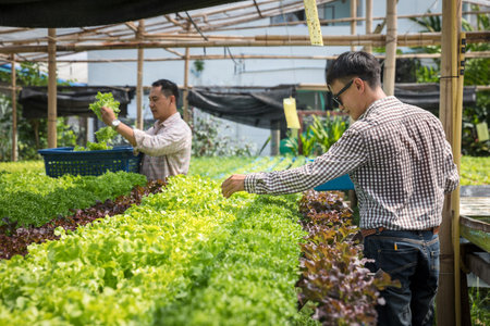 Farmer harvest organic hydroponic green oak lettuce in plant nursery farm.