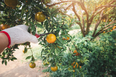 Close up of farmer or gardener hand with glove using pruning shears harvest orange on the tree.の写真素材