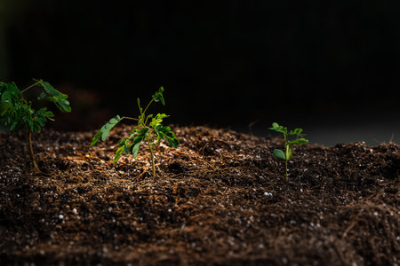 The seedlings are growing from the rich soil with the morning sun shining. Young Plant Growing In Sunlight. ecology concept.の写真素材