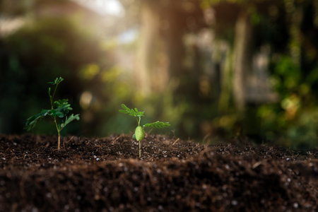 The seedlings are growing from the rich soil with the morning sun shining. Young Plant Growing In Sunlight. ecology concept.の写真素材