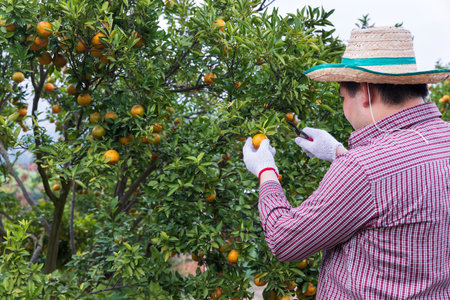 Farmer or gardener with glove using pruning shears harvest orange on the tree.の写真素材