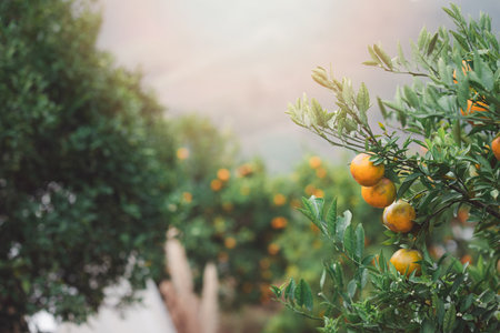 Ripe and fresh tangerine oranges hanging on branch, orange orchard. Bunch of ripe oranges hanging on a tree.の写真素材