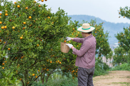 Farmer or gardener with glove using pruning shears harvest orange on the tree.の写真素材