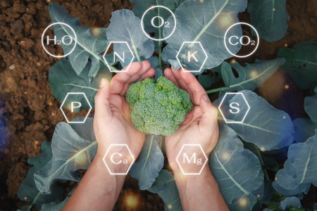 Sprouts of Broccoli in the middle of the minerals icons. Farmer checking fresh Broccoli lettuce...