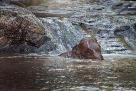 A male Asian elephant is enjoying bathing. Baby Asian Elephant under a waterfall. Elephants in jungle river washing.の写真素材