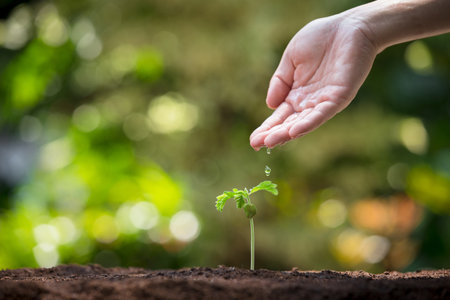 Farmer's hand watering young seedling on fertile soil. Hand watering young plant. Plant maintenance and water the seedlings that grow on fertile soils. Care of new life.の写真素材
