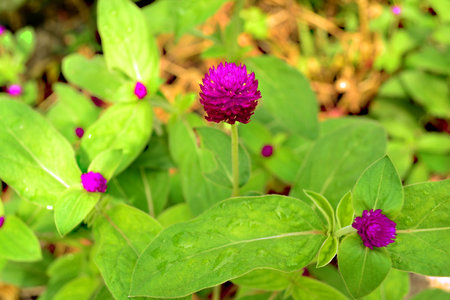 Violet amaranth flower in gardenの写真素材