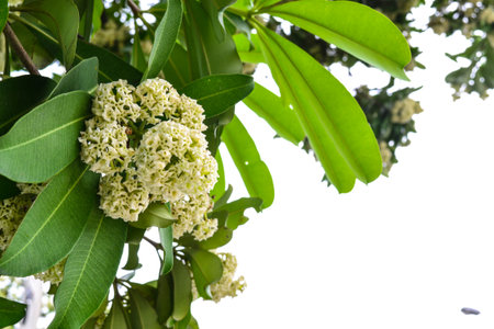 Devil flower or alsotonia scholaris is blooming, it mean welcome winter season in thailandの写真素材