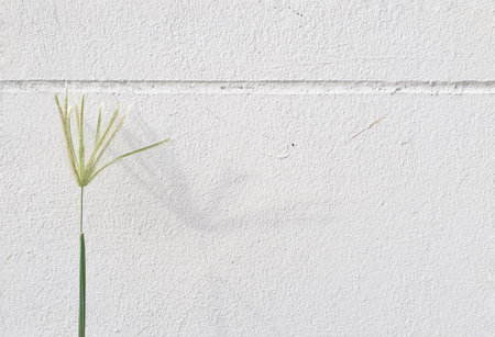 Green grass flower on white wallの素材