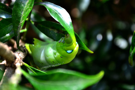 "Daphnis nerii", green moth climb the treeの写真素材