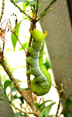"Daphnis nerii", green moth climb the treeの写真素材