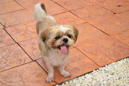 "Shihtzu" dog is so cuteの写真素材