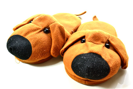 Brown dog slipper on white backgroundの写真素材