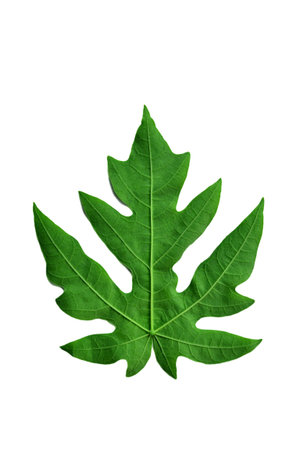 Papaya leaf isolated on white backgroundの写真素材