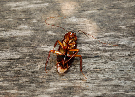 Cockroach dead on the floor