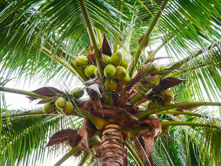 Beautiful coconut tree in thailandの写真素材