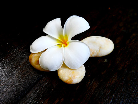 White plumeria flower with brown rock on wet wooden boardの写真素材