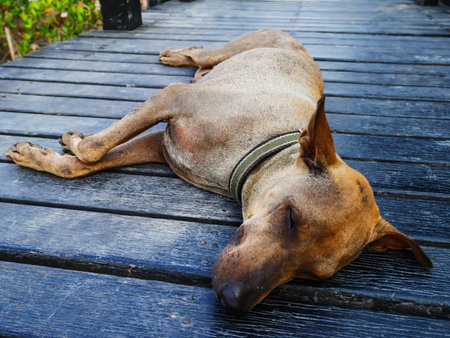 Focus face old dog sleep on wood floor in hot weatherの写真素材