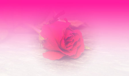 Beautiful rose flower pink color tone backgroundの写真素材
