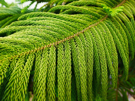 Close up green leaf in gardenの写真素材