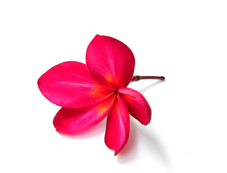 Beautiful red plumeria flower isolated on white backgroundの写真素材