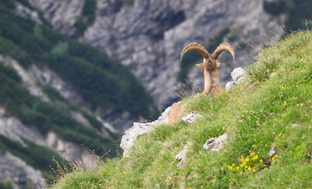 Capricorn chills in the spring at Bavarian Alpsの写真素材