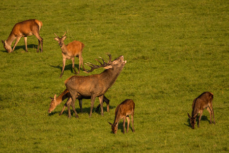 One big Red Deer in the rut time, at the bavarian mountainsの写真素材