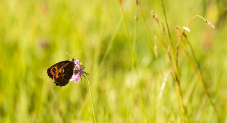 butterfly in grass with pink flowersの写真素材