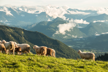 mountain sheep in the bavaria mountains.の写真素材