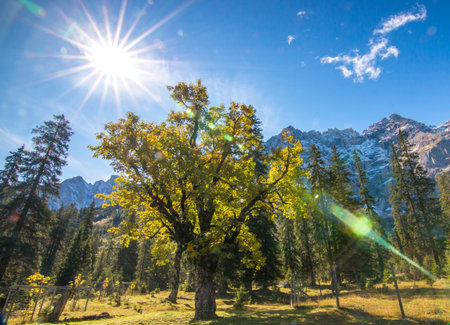 Small maple ground, Karwendel Austria in October autumn yellow leafの写真素材