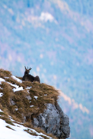 chamois chills on a cliff at Karwendel mountainの写真素材
