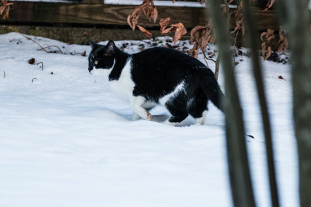 Black and white Cat in the spring snow is playingの写真素材