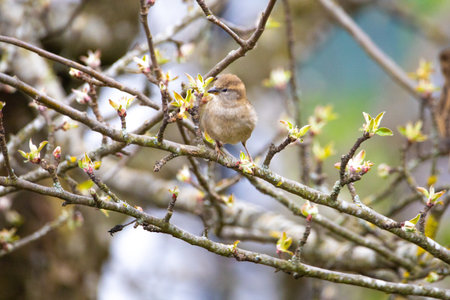 A house sparrow is sitting in the apple treeの写真素材