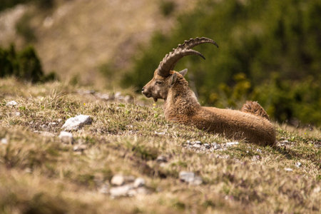 Young Capricorn in the Bavarian Alps, Karwendel Mountainrangeの写真素材